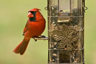 Birds Lead A Man To Understand The Meaning Of Christ S Birth Tlha