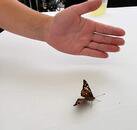 FB_IMG_1528904223114